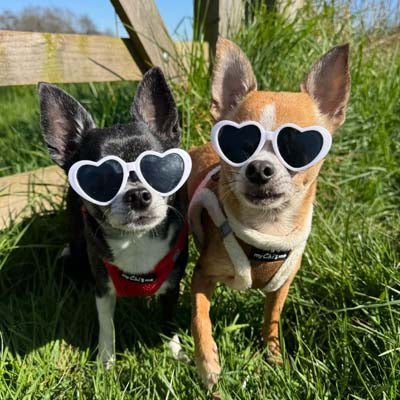 Tiny Trails Step In Soft Touch Suede Effect Faux Fur Lined Puppy and Small Dog Harness Mocha