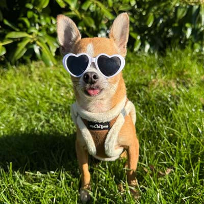 Tiny Trails Step In Soft Touch Suede Effect Faux Fur Lined Puppy and Small Dog Harness Mocha