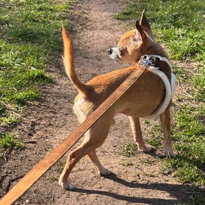 Tiny Trails Step In Soft Touch Suede Effect Faux Fur Lined Puppy and Small Dog Harness Mocha
