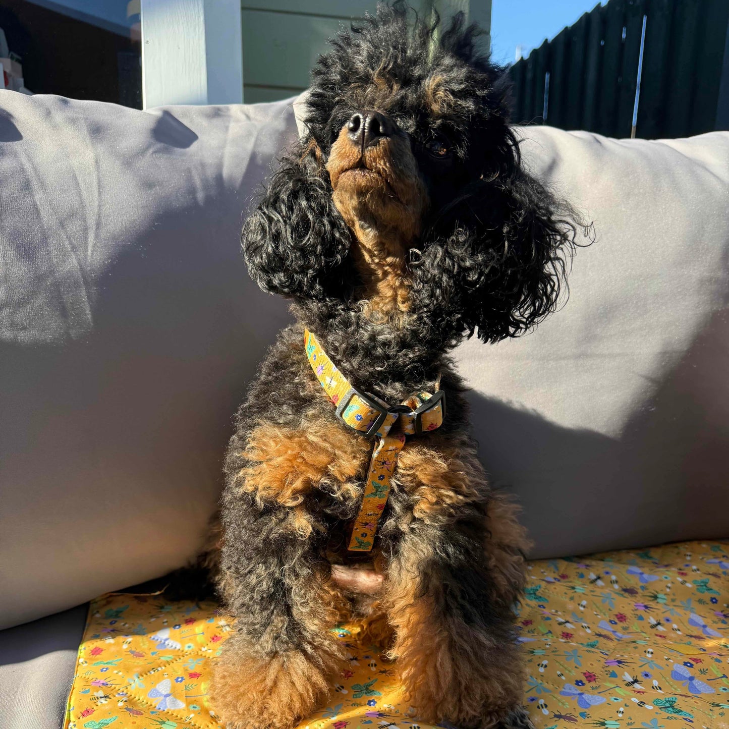 Summer Buzzin’ puppy, chihuahua, kitten, rabbit, teacup XXXS strap harness