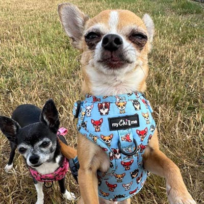 Blue Chihuahua Print Exclusive Small Dog Harness by My Chi and Me