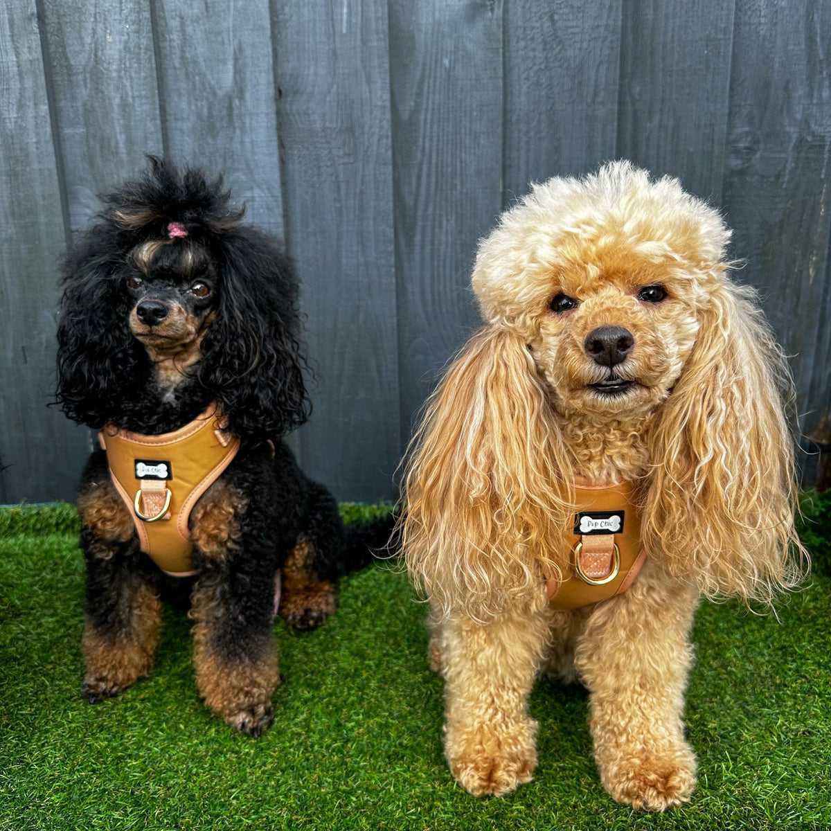 Alfresco Pup faux leather dog harness - camel colour adjustable dog harness - Pet Supplier Store
