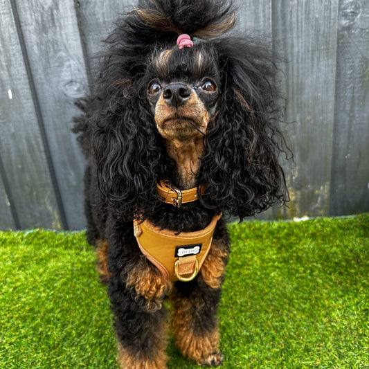 Alfresco Pup faux leather dog harness - camel colour adjustable dog harness - Pet Supplier Store