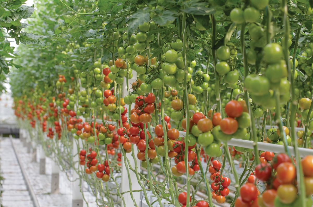 Angus Beef - Pet Supplier Store