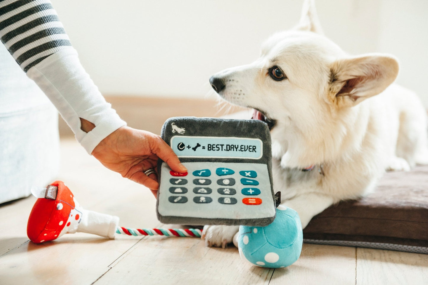 Back To School Doggie Digits Calculator Plush Dog Toy - Pet Supplier Store