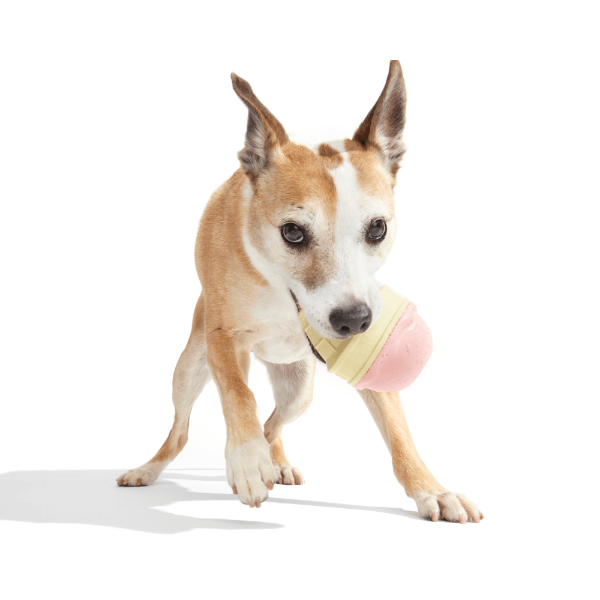 Bark I-Squeak Cone Dog Toy