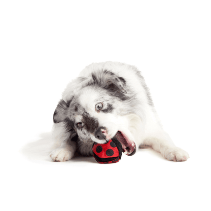 Bark Lady Bugsy Dog Toy - Pet Supplier Store