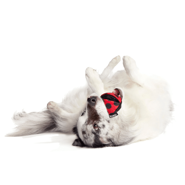Bark Lady Bugsy Dog Toy - Pet Supplier Store