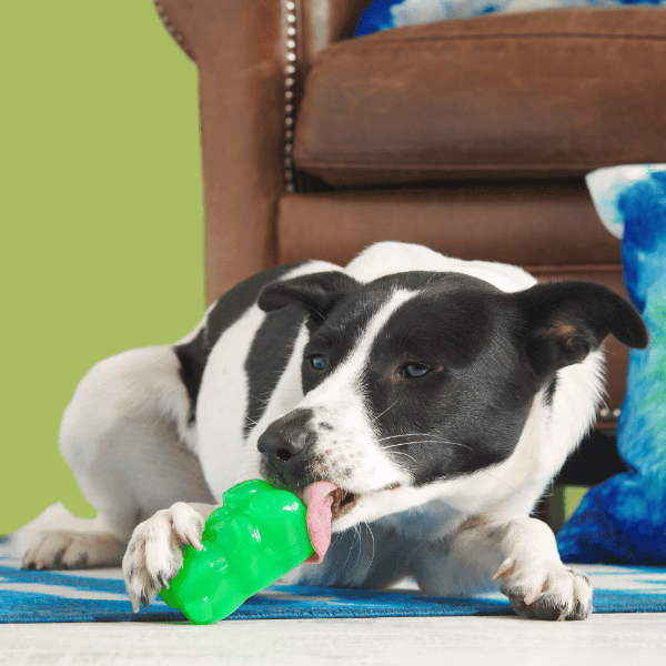 Bark Munchie The Bear Dog Toy - Pet Supplier Store