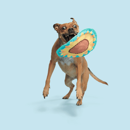 Bark Sunflower Flinger Dog Toy - Pet Supplier Store
