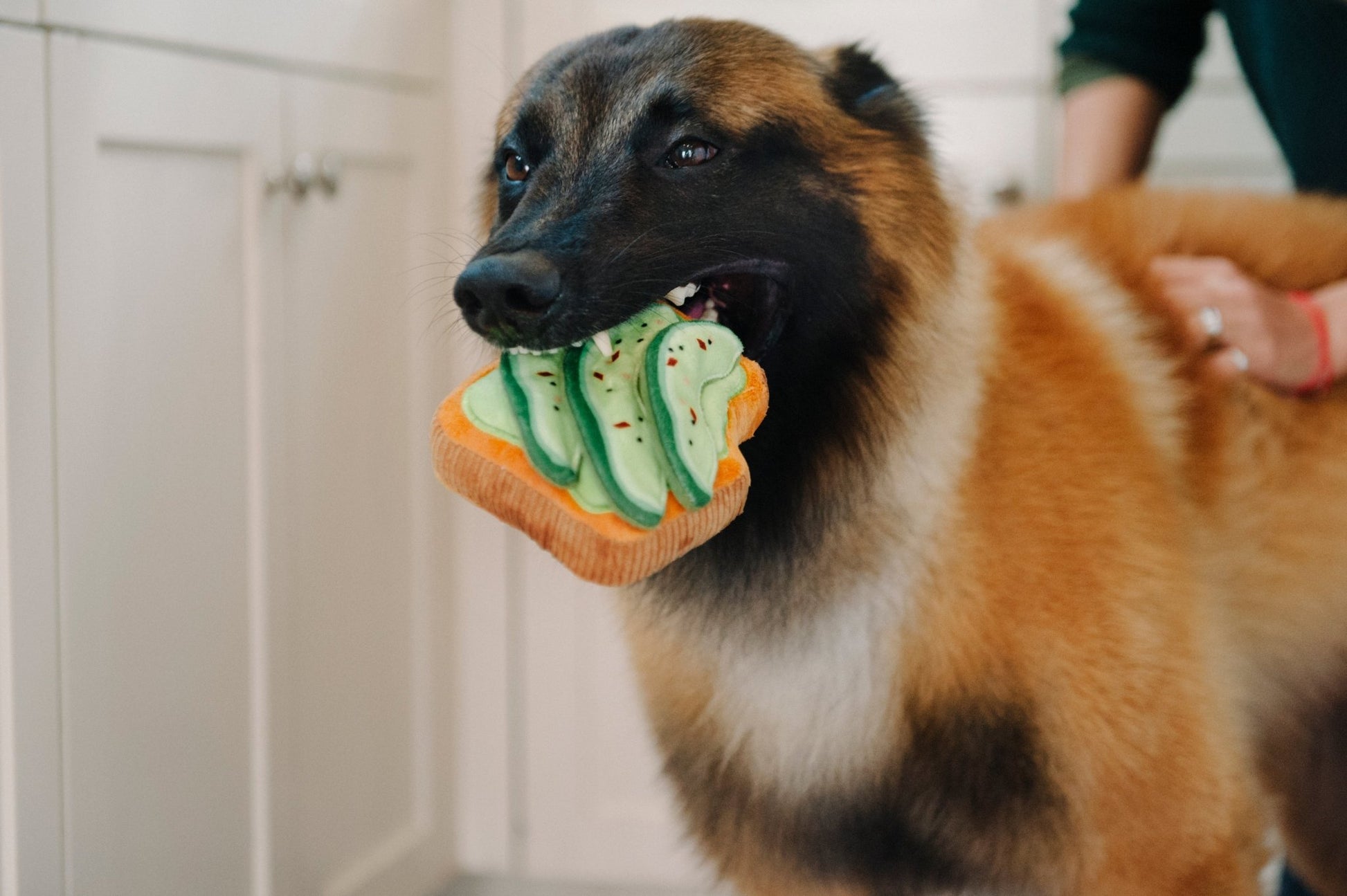 Barking Brunch Avo-Doggo Toast Plush Dog Toy - Pet Supplier Store