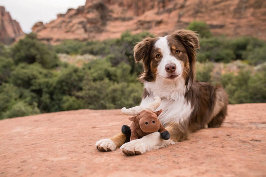 Big Five of Africa - Cape Buffalo - Pet Supplier Store