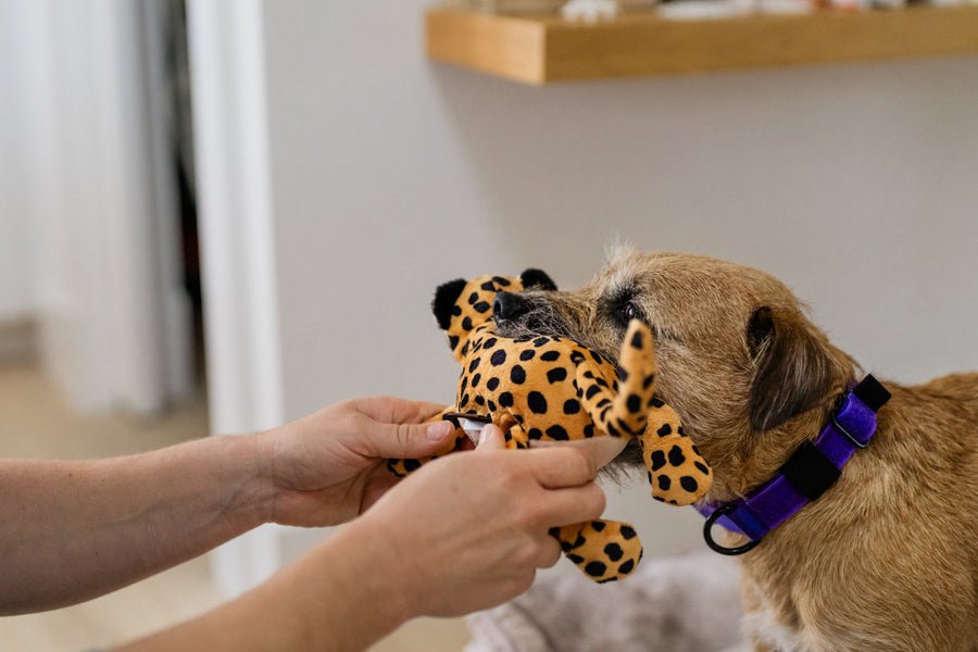 Big Five of Africa - Leopard - Pet Supplier Store