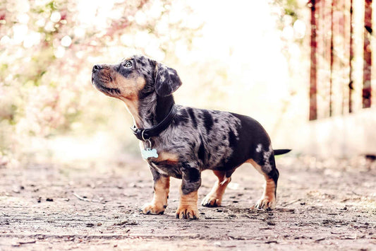 Black Leather Dog Collar - Pet Supplier Store