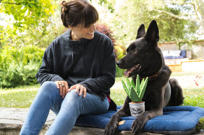Blooming Buddies Aloe-ve You Plant - Pet Supplier Store