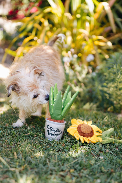 Blooming Buddies Aloe-ve You Plant - Pet Supplier Store