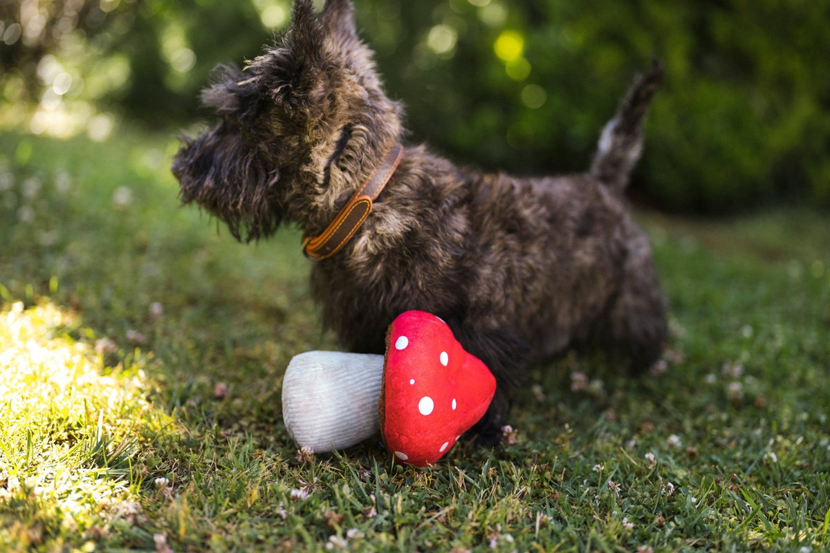Blooming Buddies Mutt Mushroom - Pet Supplier Store