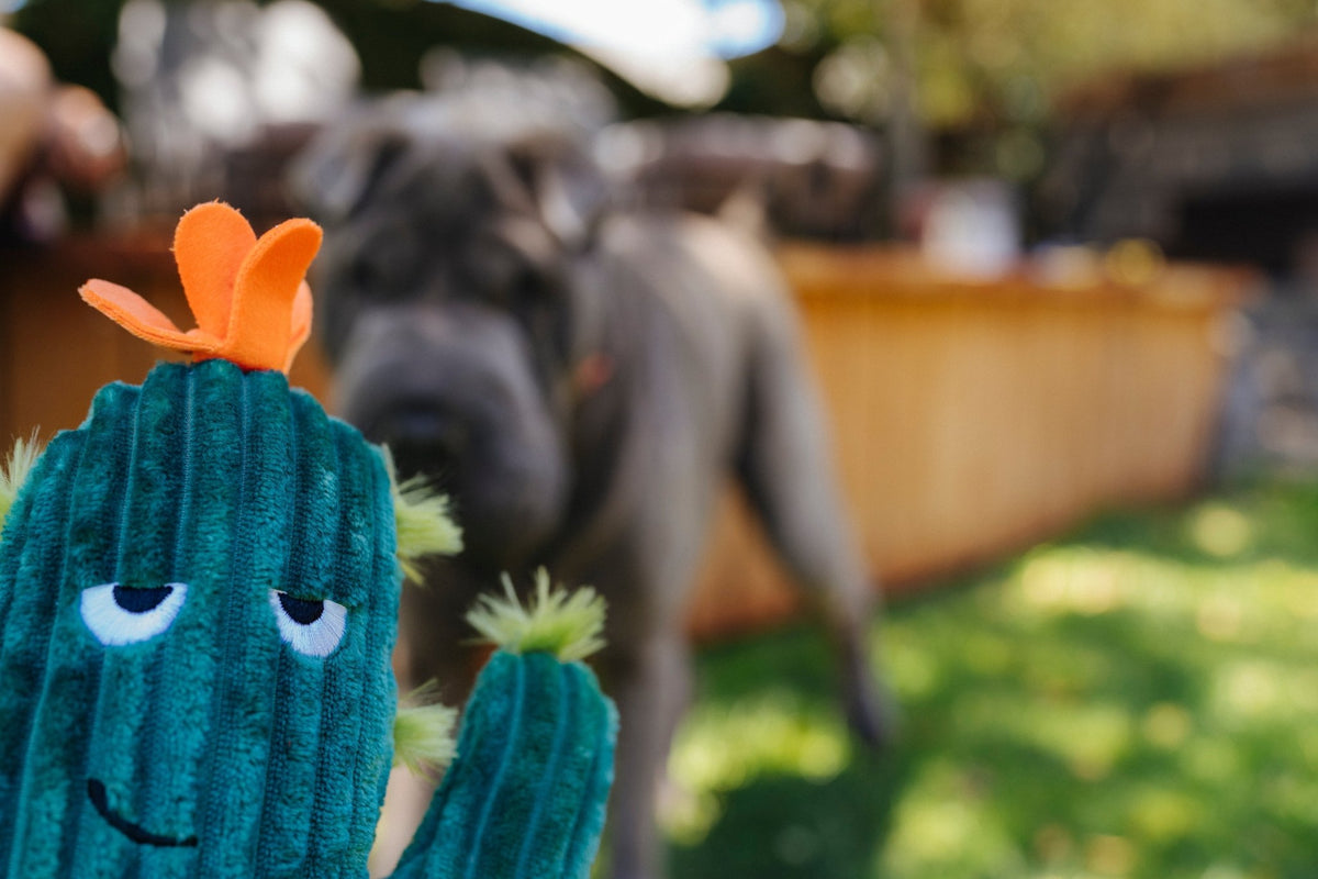 Blooming Buddies Prickly Pup Cactus - Pet Supplier Store