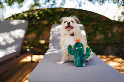 Blooming Buddies Prickly Pup Cactus - Pet Supplier Store