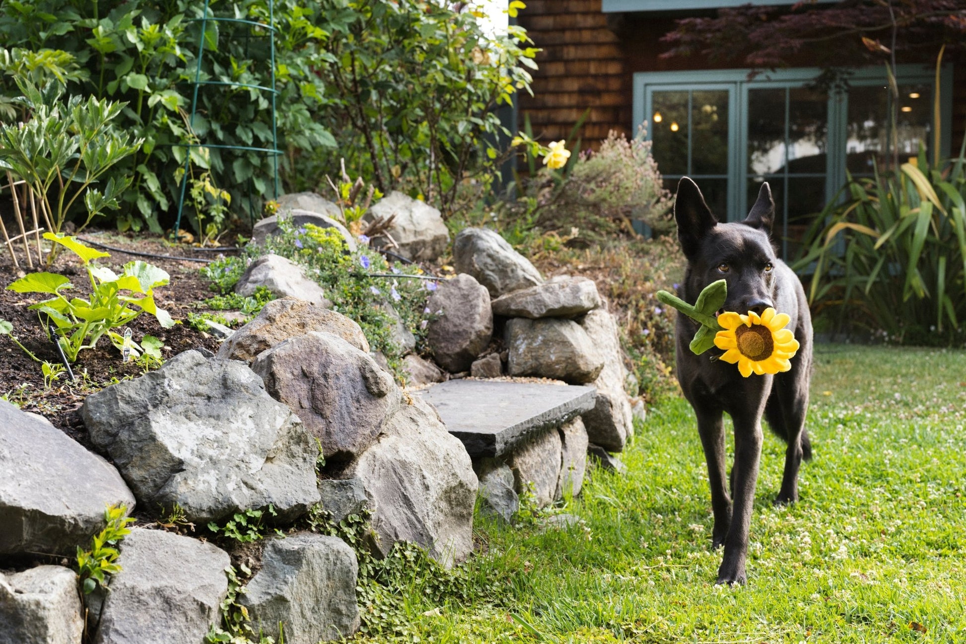 Blooming Buddies Sassy Sunflower - Pet Supplier Store