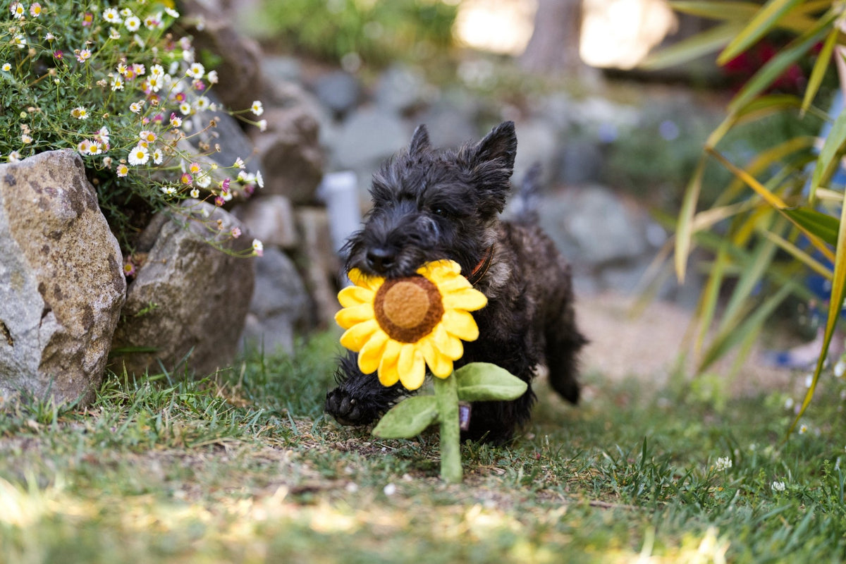 Blooming Buddies Sassy Sunflower - Pet Supplier Store