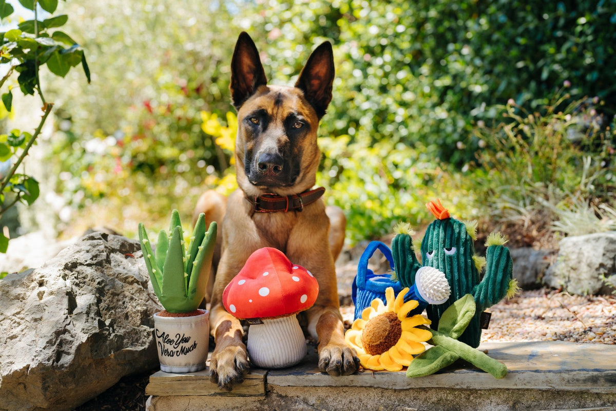 Blooming Buddies Sassy Sunflower - Pet Supplier Store
