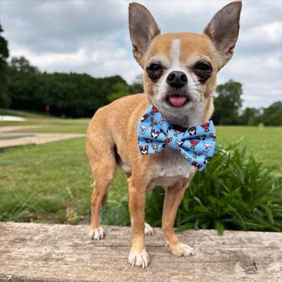 Blue Chihuahua Print Exclusive Designer Bow Tie by My Chi and Me - Pet Supplier Store