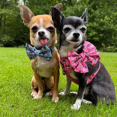 Blue Chihuahua Print Exclusive Designer Bow Tie by My Chi and Me - Pet Supplier Store