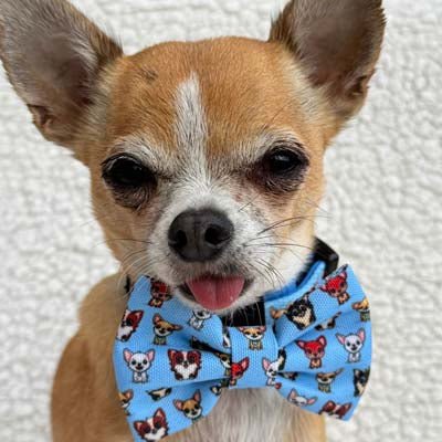 Blue Chihuahua Print Exclusive Designer Bow Tie by My Chi and Me - Pet Supplier Store