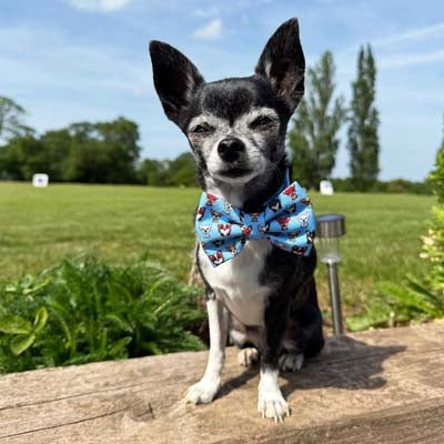 Blue Chihuahua Print Exclusive Designer Bow Tie by My Chi and Me - Pet Supplier Store