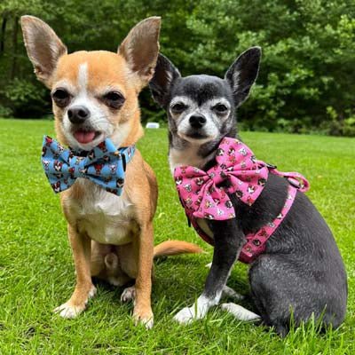 Blue Chihuahua Print Exclusive Designer Bow Tie by My Chi and Me - Pet Supplier Store