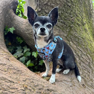 Blue Chihuahua Print Exclusive Small Dog Harness by My Chi and Me - Pet Supplier Store