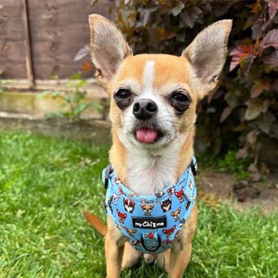 Blue Chihuahua Print Exclusive Small Dog Harness by My Chi and Me - Pet Supplier Store