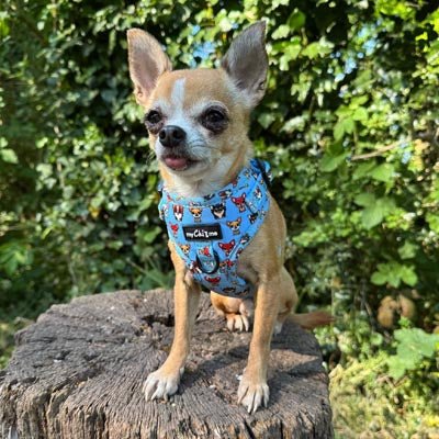 Blue Chihuahua Print Exclusive Small Dog Harness by My Chi and Me - Pet Supplier Store