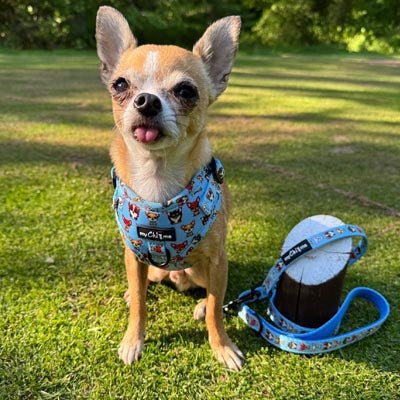 Blue Chihuahua Print Exclusive Small Dog Harness by My Chi and Me - Pet Supplier Store