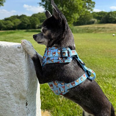 Blue Chihuahua Print Exclusive Small Dog Harness by My Chi and Me - Pet Supplier Store