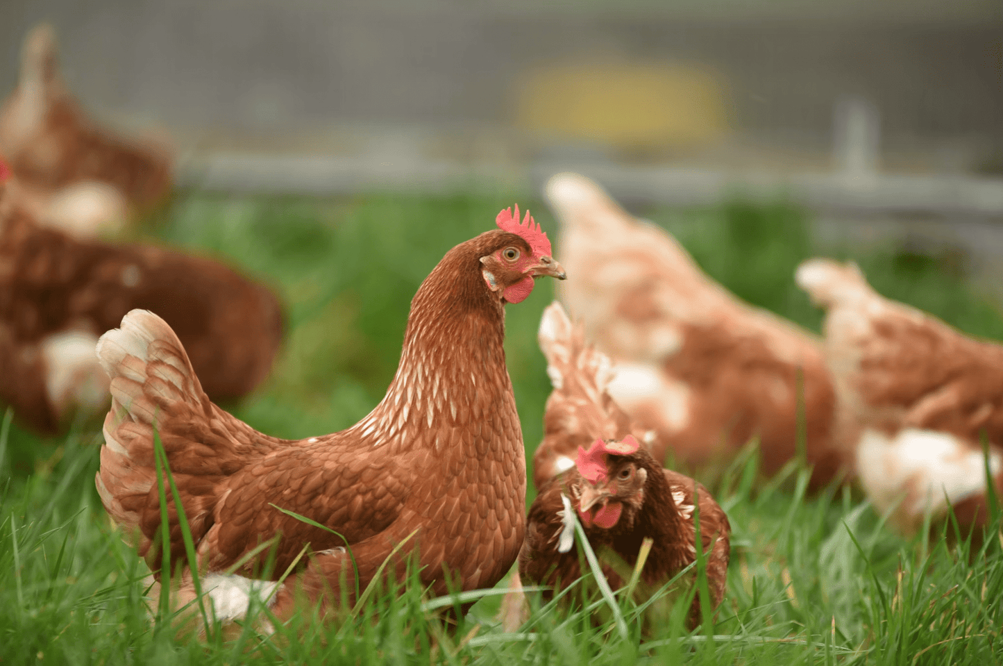 British Free Range Chicken - Pet Supplier Store
