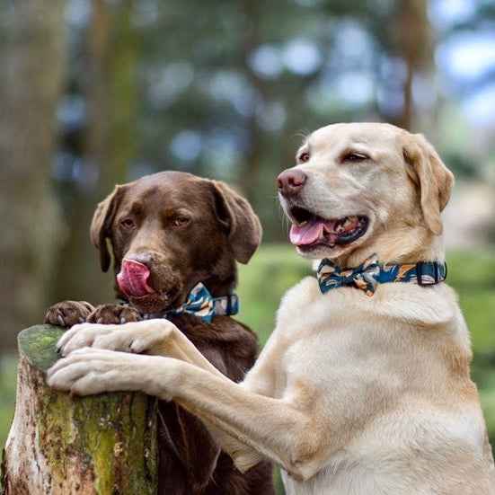 'Brush It Off' Dog Bow - Pet Supplier Store