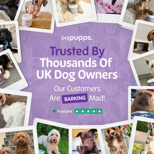 Calming Treats - Pet Supplier Store