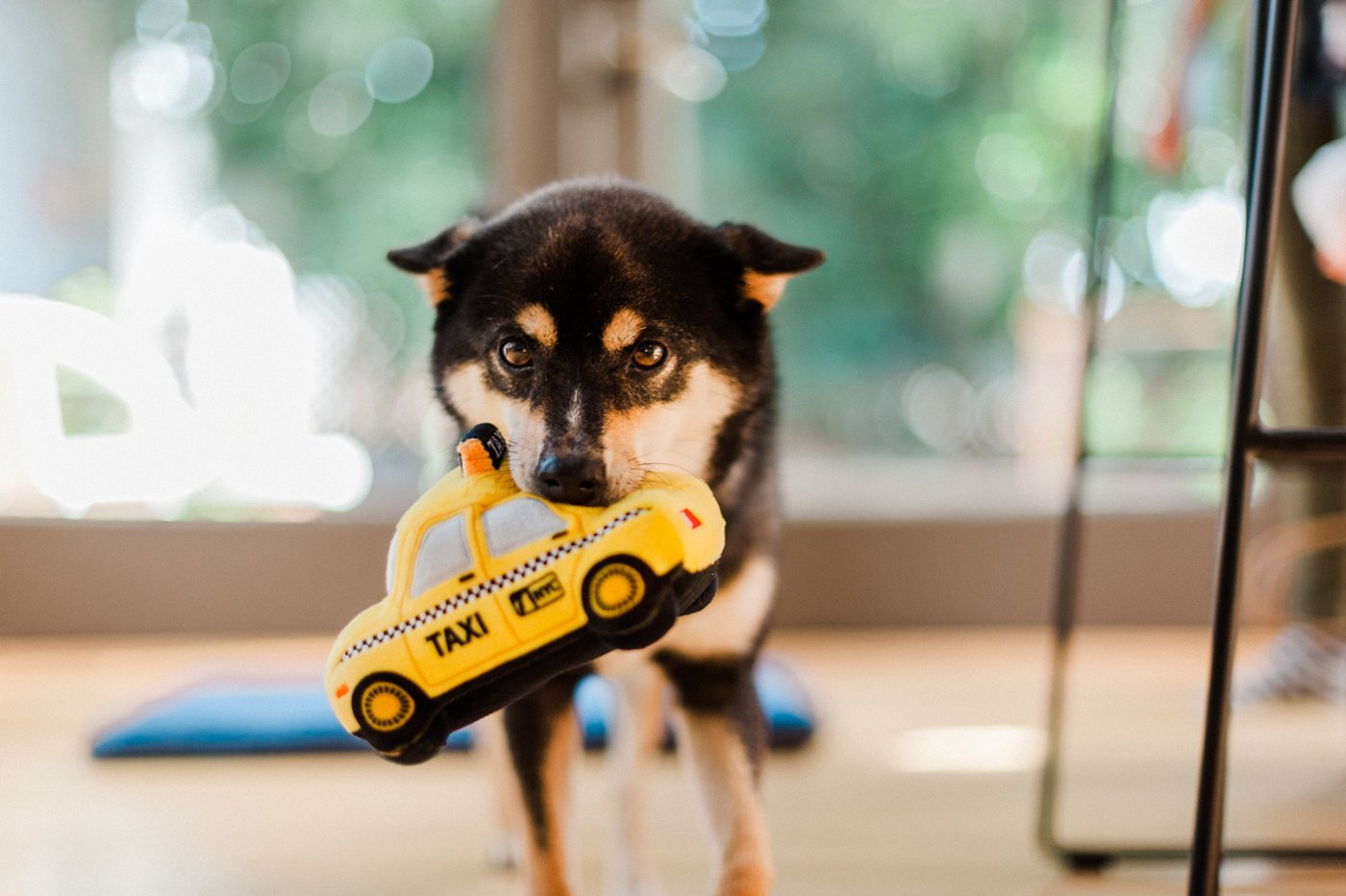 Canine Commute New Yap City Taxi dog toy - Pet Supplier Store