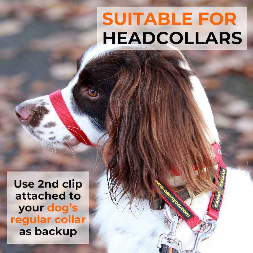 Canny Training Lead - Pet Supplier Store