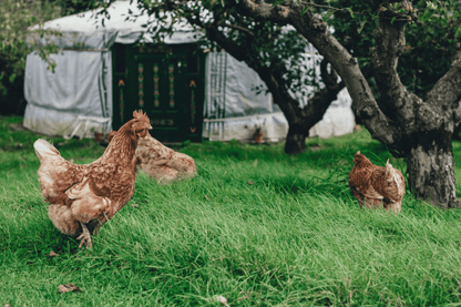 Chicken & Rice - Premium - Pet Supplier Store