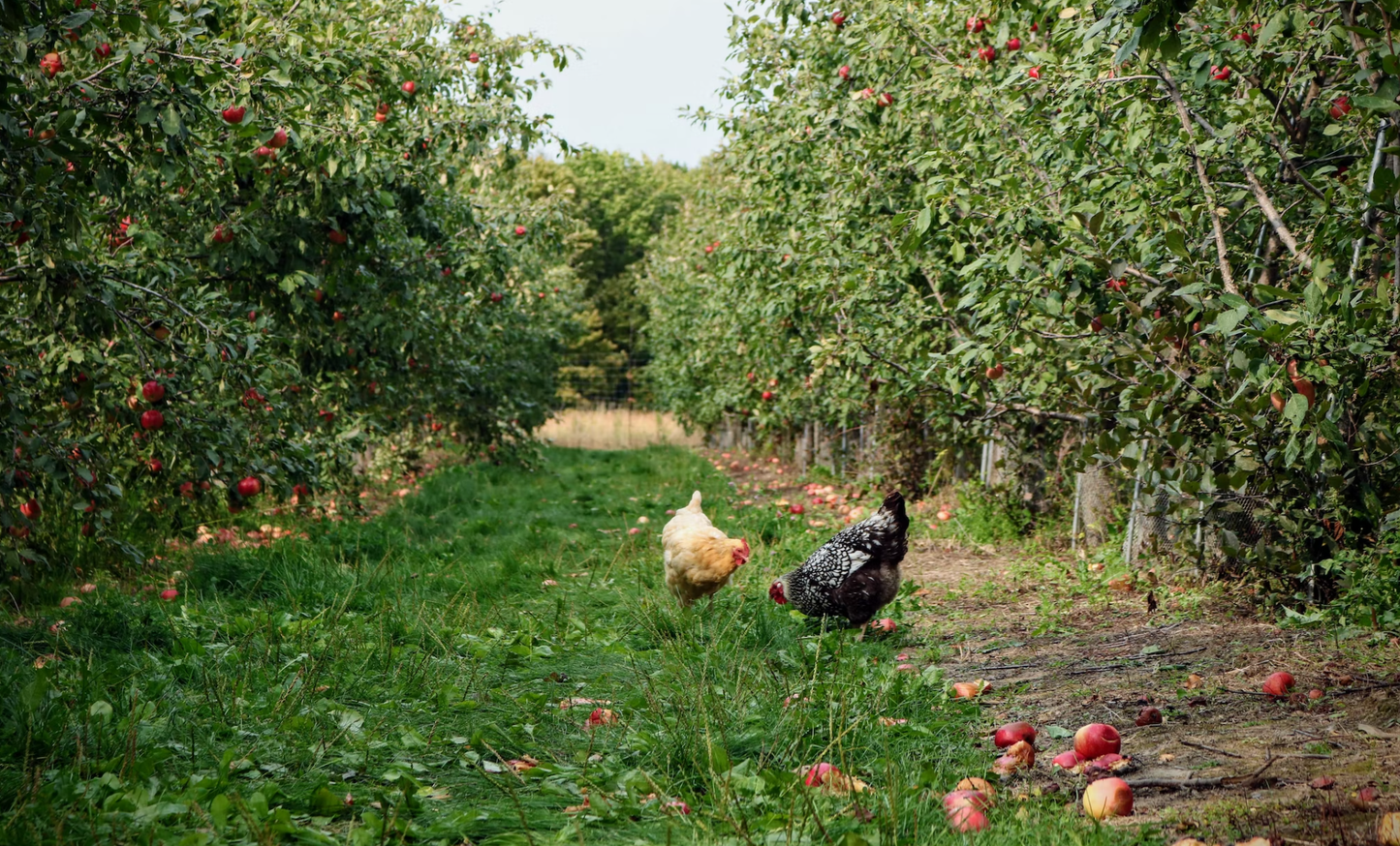 Chicken & Sweet Potato - Pet Supplier Store