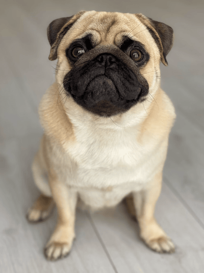 Chicken & Sweet Potato - Pet Supplier Store