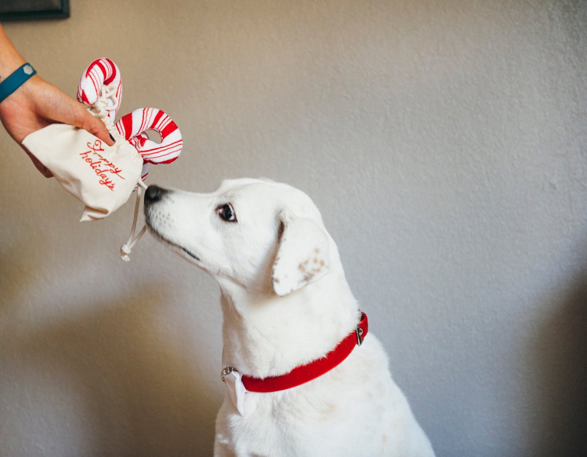 Christmas Candy Canes Plush Toy - Pet Supplier Store