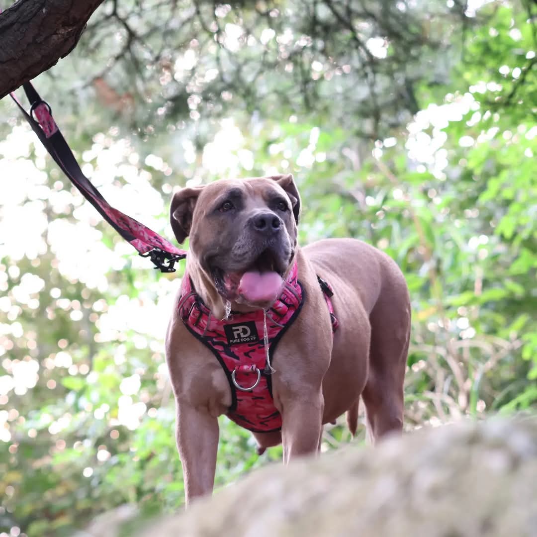Comfort Harness Pink Camo - Pet Supplier Store