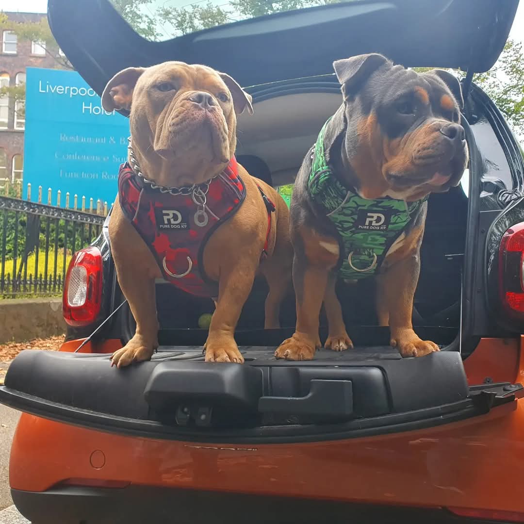 Comfort Harness Red Camo - Pet Supplier Store