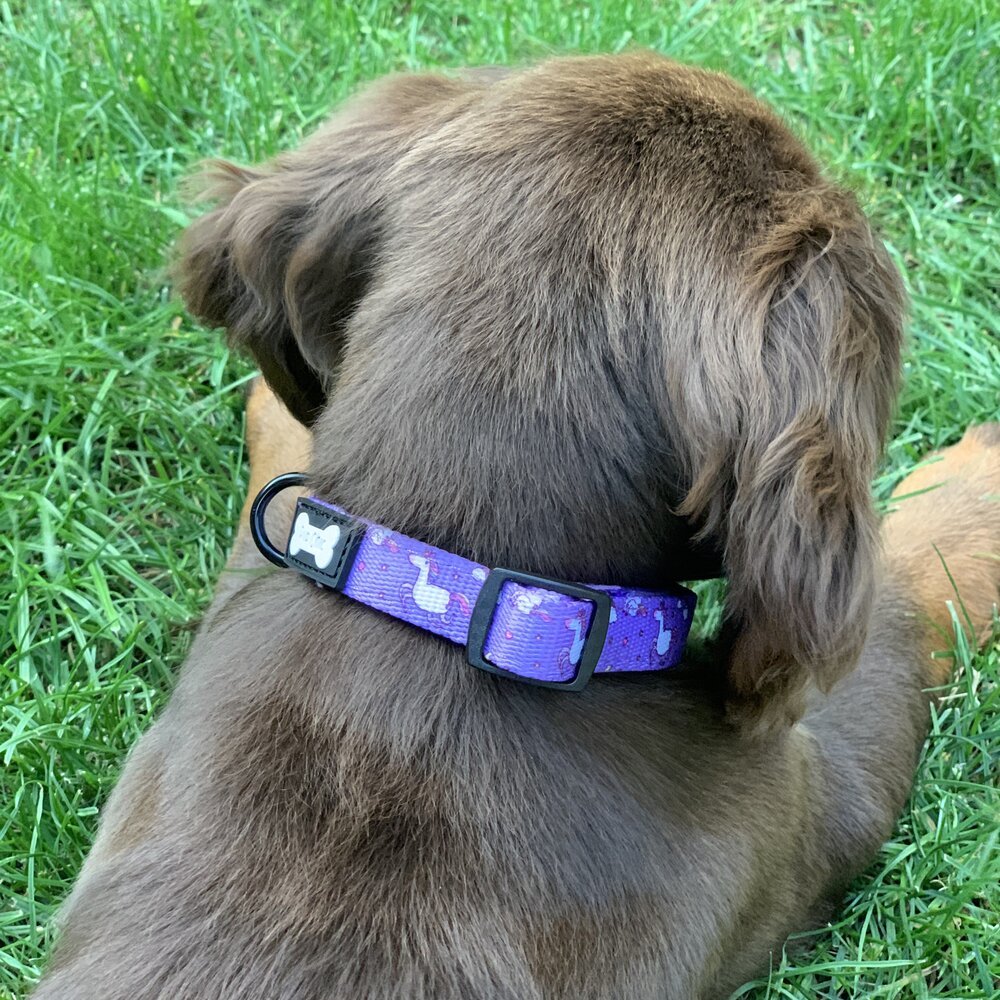 Daydreams and Unicorns Collar - Pet Supplier Store