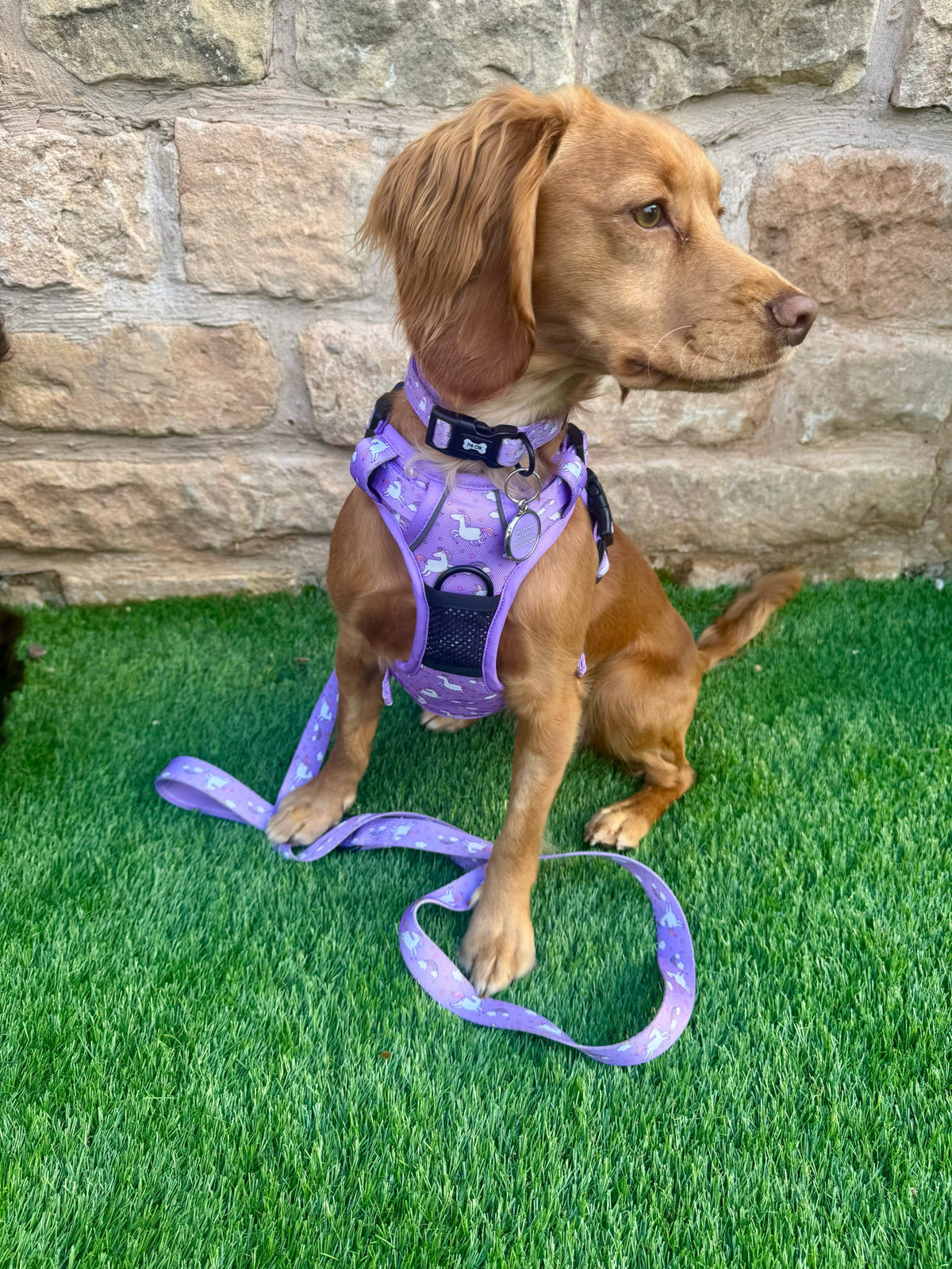 Daydreams and Unicorns Collar - Pet Supplier Store