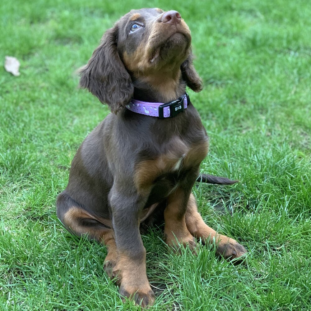 Daydreams and Unicorns Collar - Pet Supplier Store